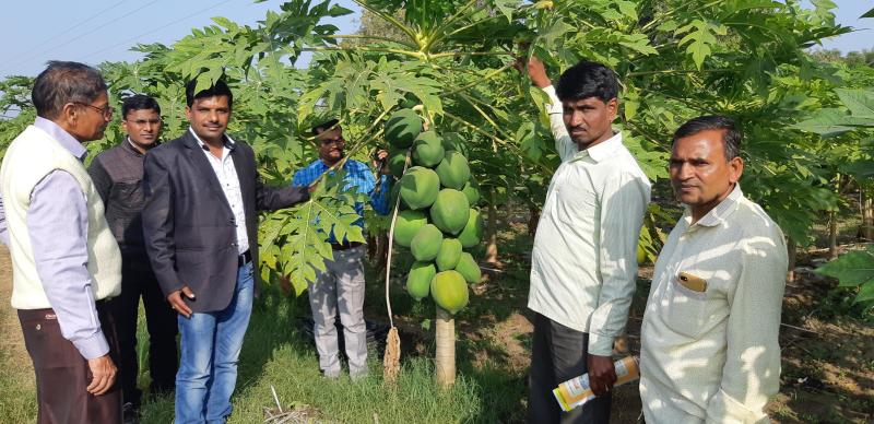 Papaya Cultivation